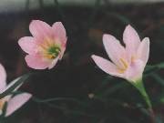 Zephyranthes granjax